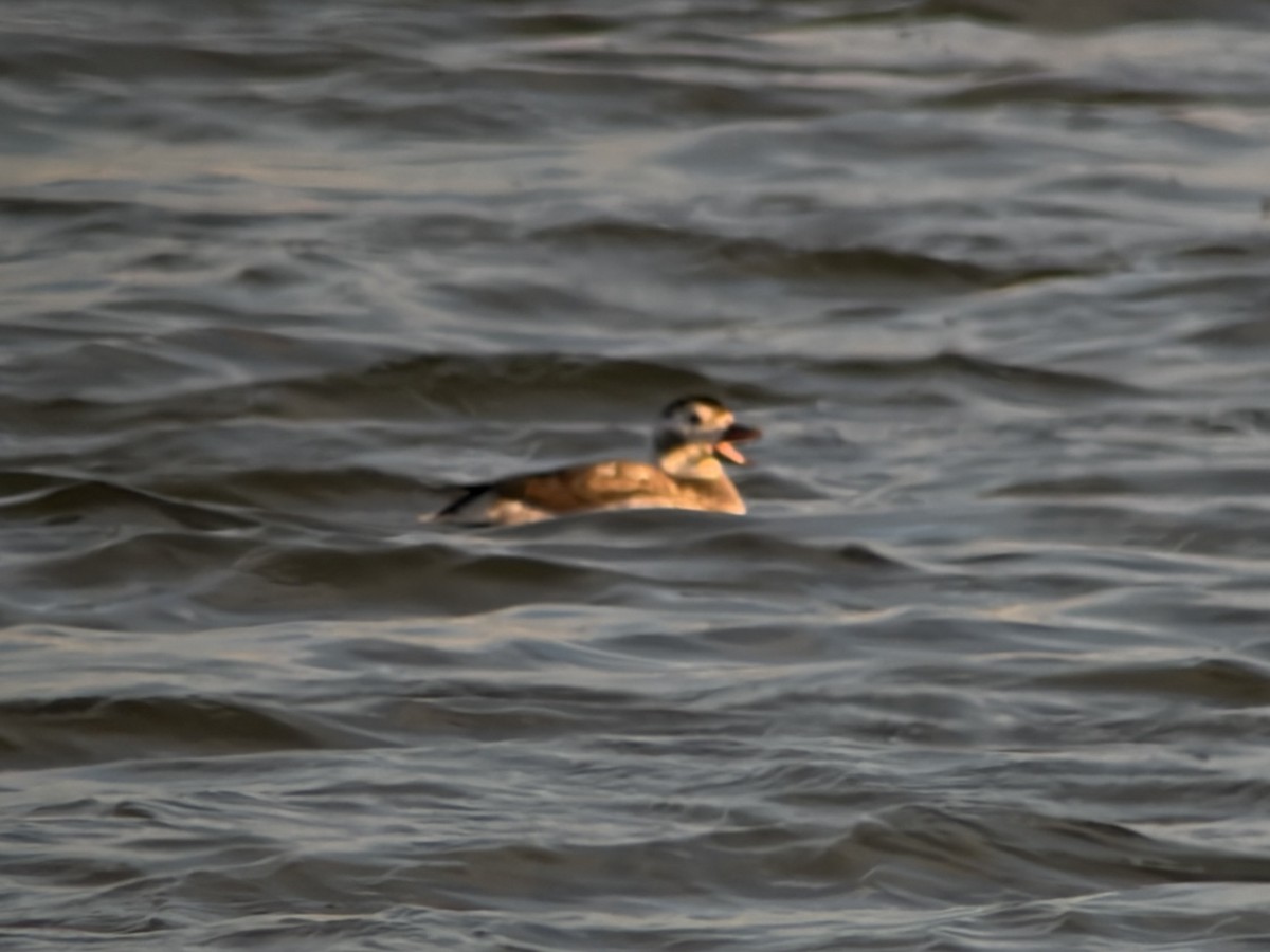 Long-tailed Duck - ML647160929