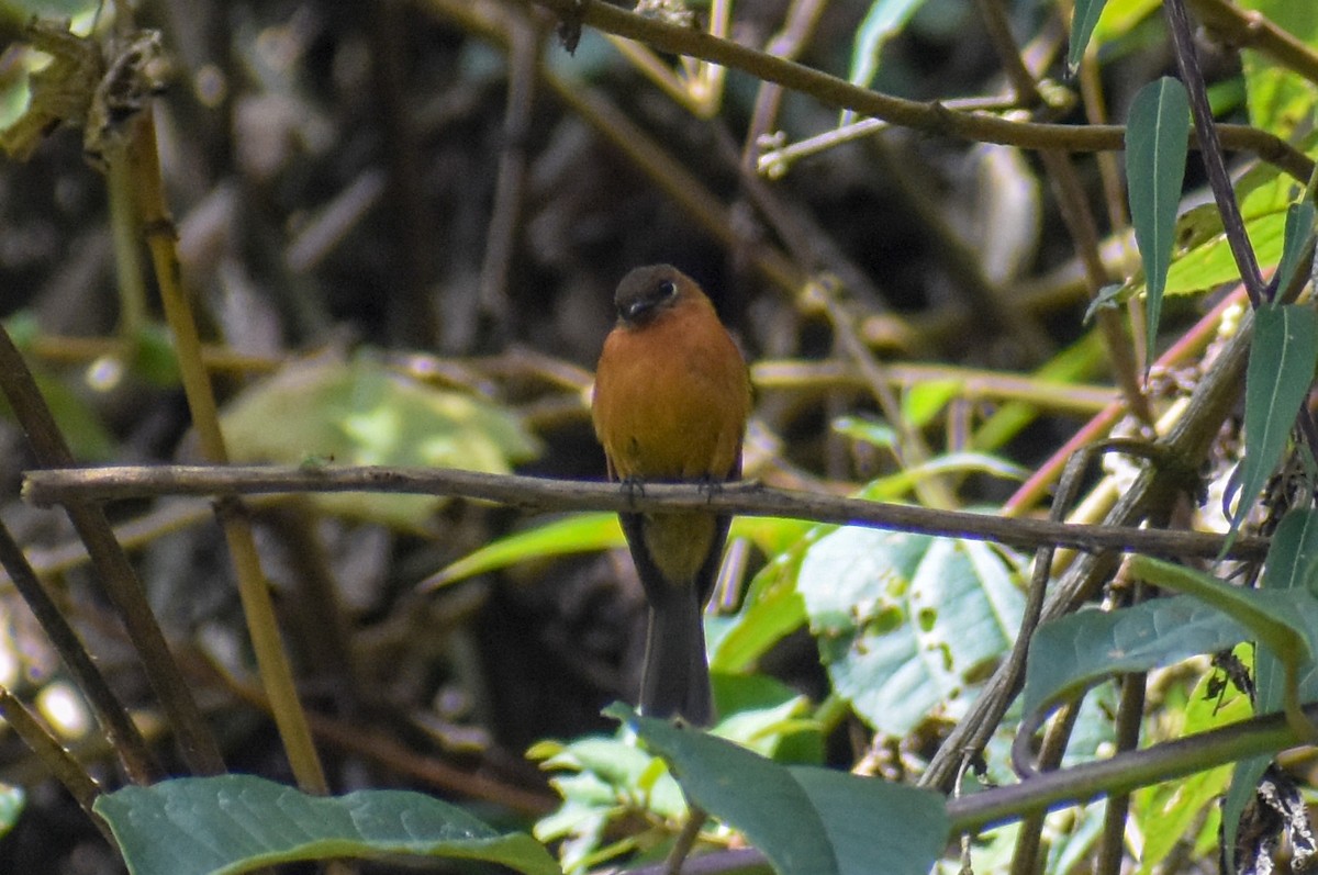Cinnamon Flycatcher - ML647160930