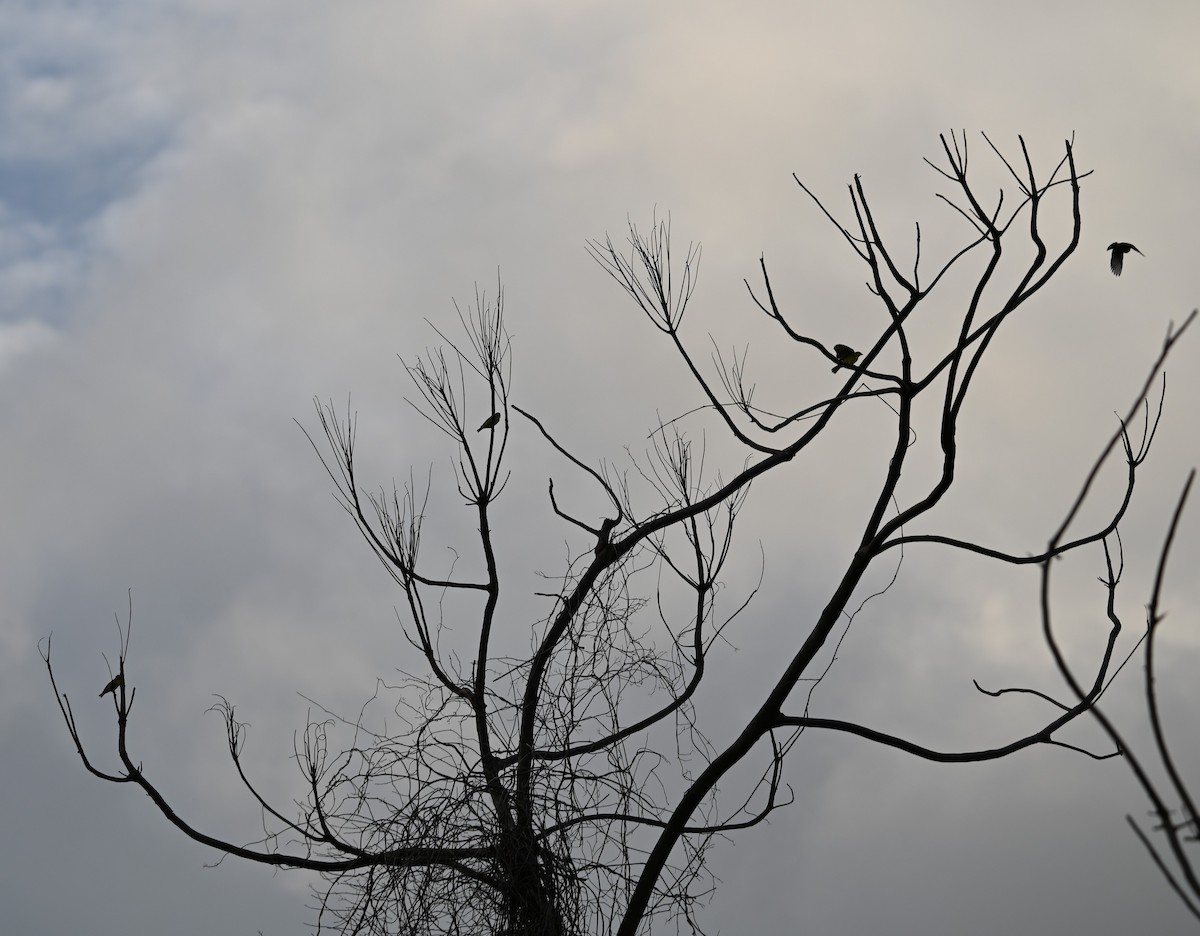 Kara Bıyıklı Sarı İskete - ML647160932