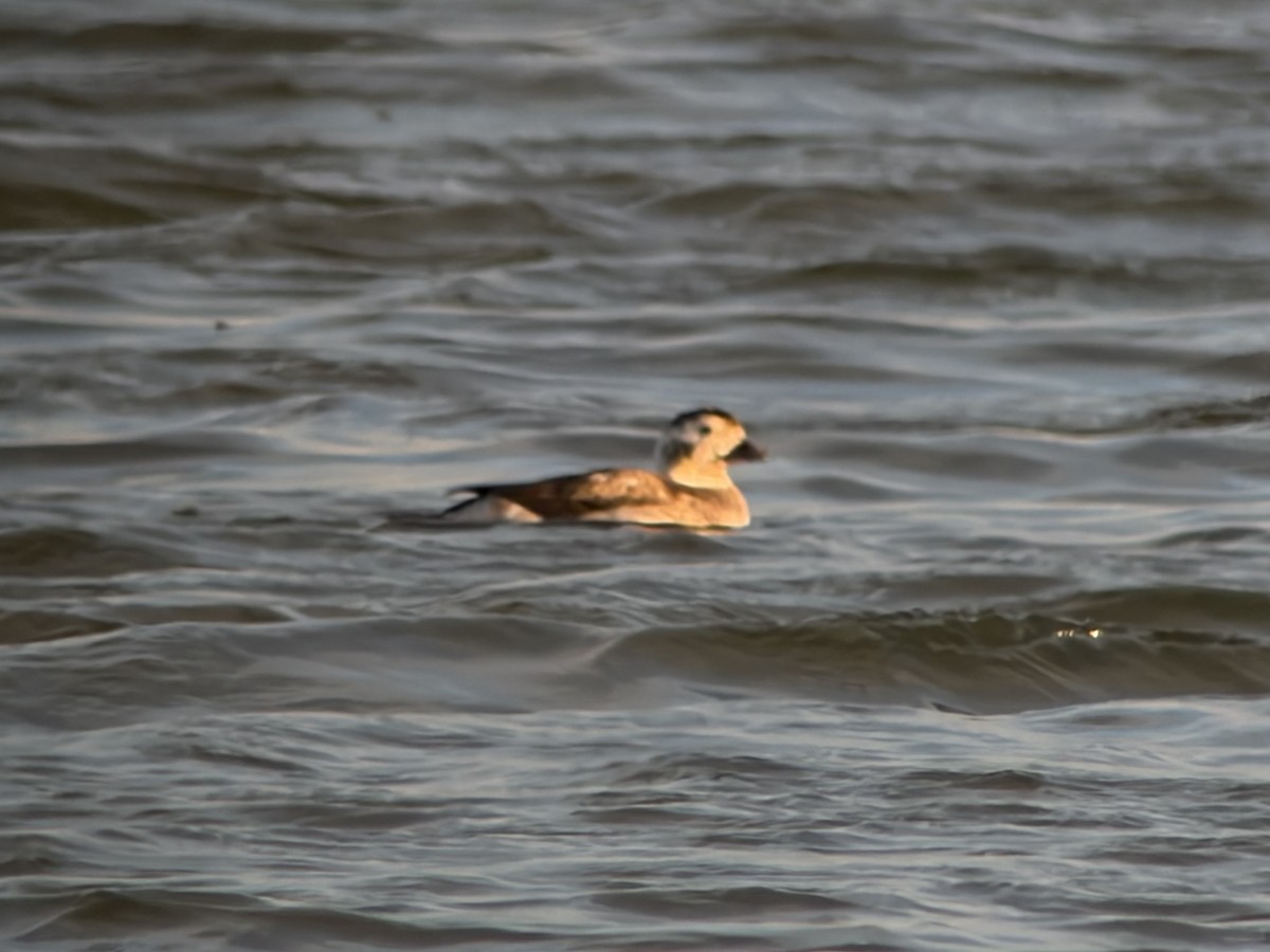 Long-tailed Duck - ML647160941