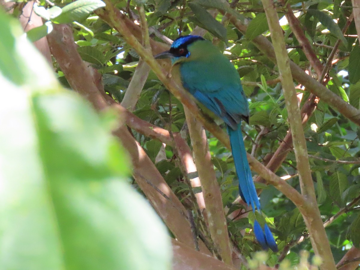 Lesson Motmotu - ML647160943