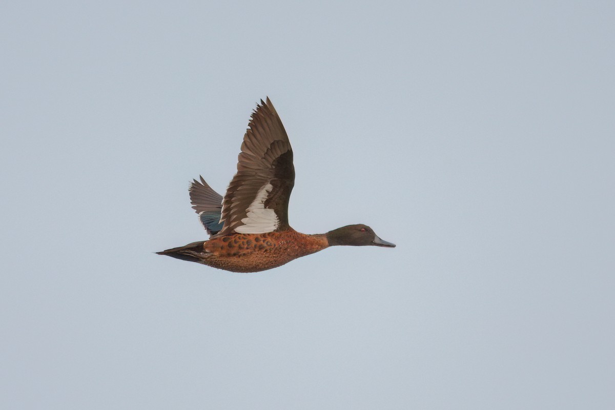 Chestnut Teal - ML647160951