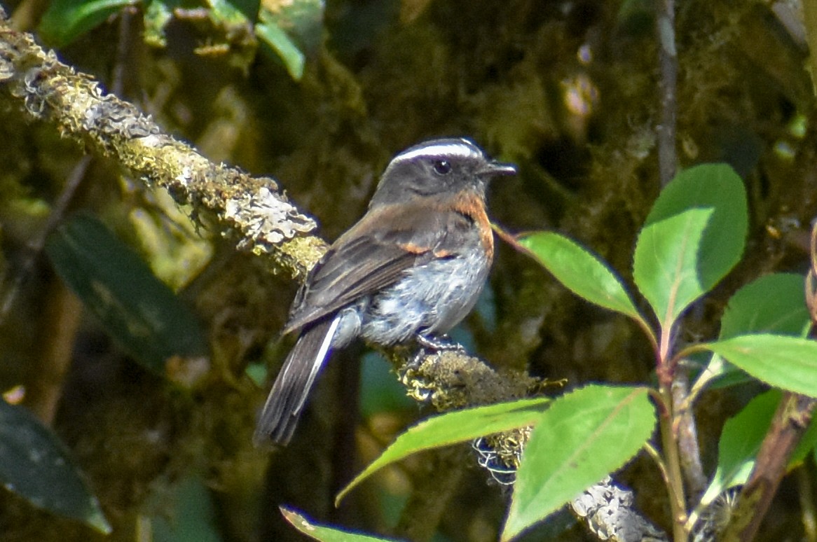 Rufous-breasted Chat-Tyrant - ML647160956