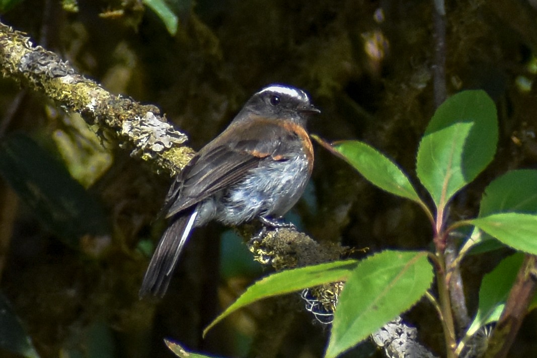 Rufous-breasted Chat-Tyrant - ML647160957