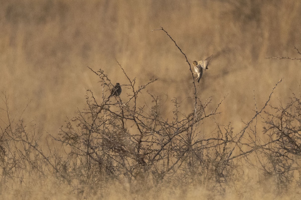 strnadec luční [skupina sandwichensis] - ML647160961