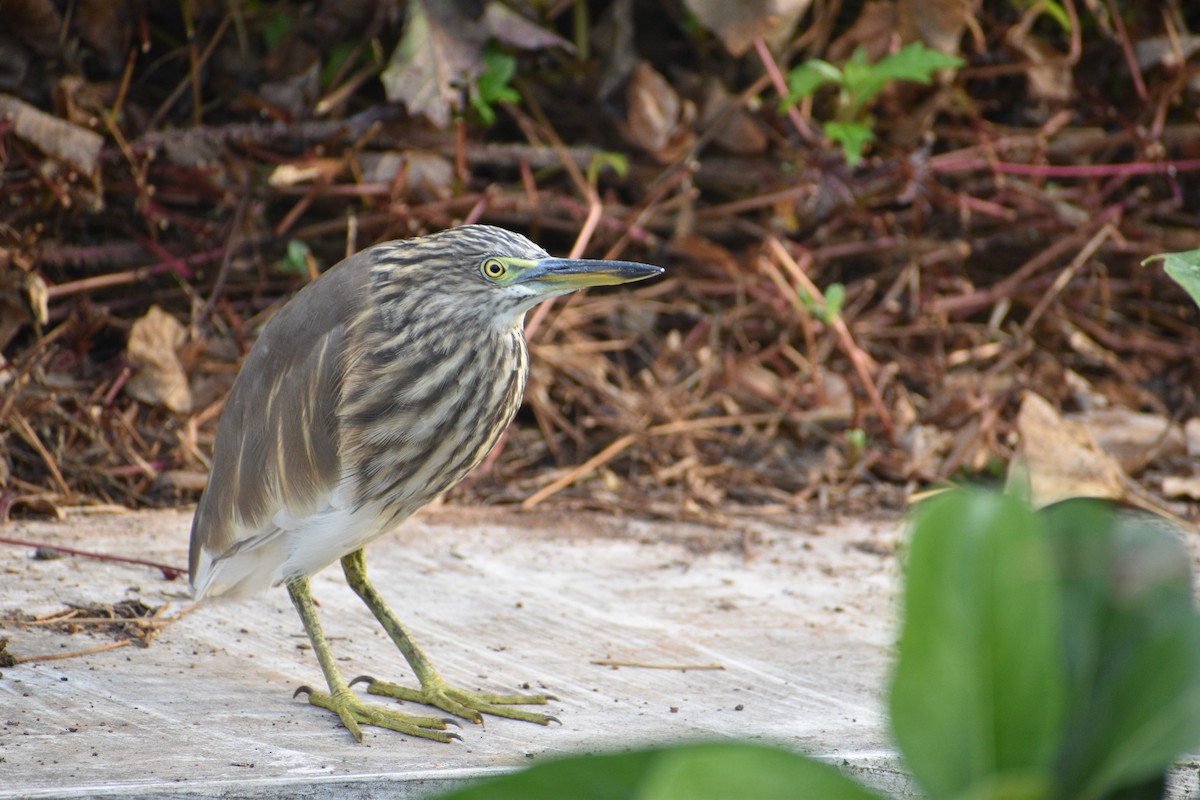Indian Pond-Heron - ML647160965