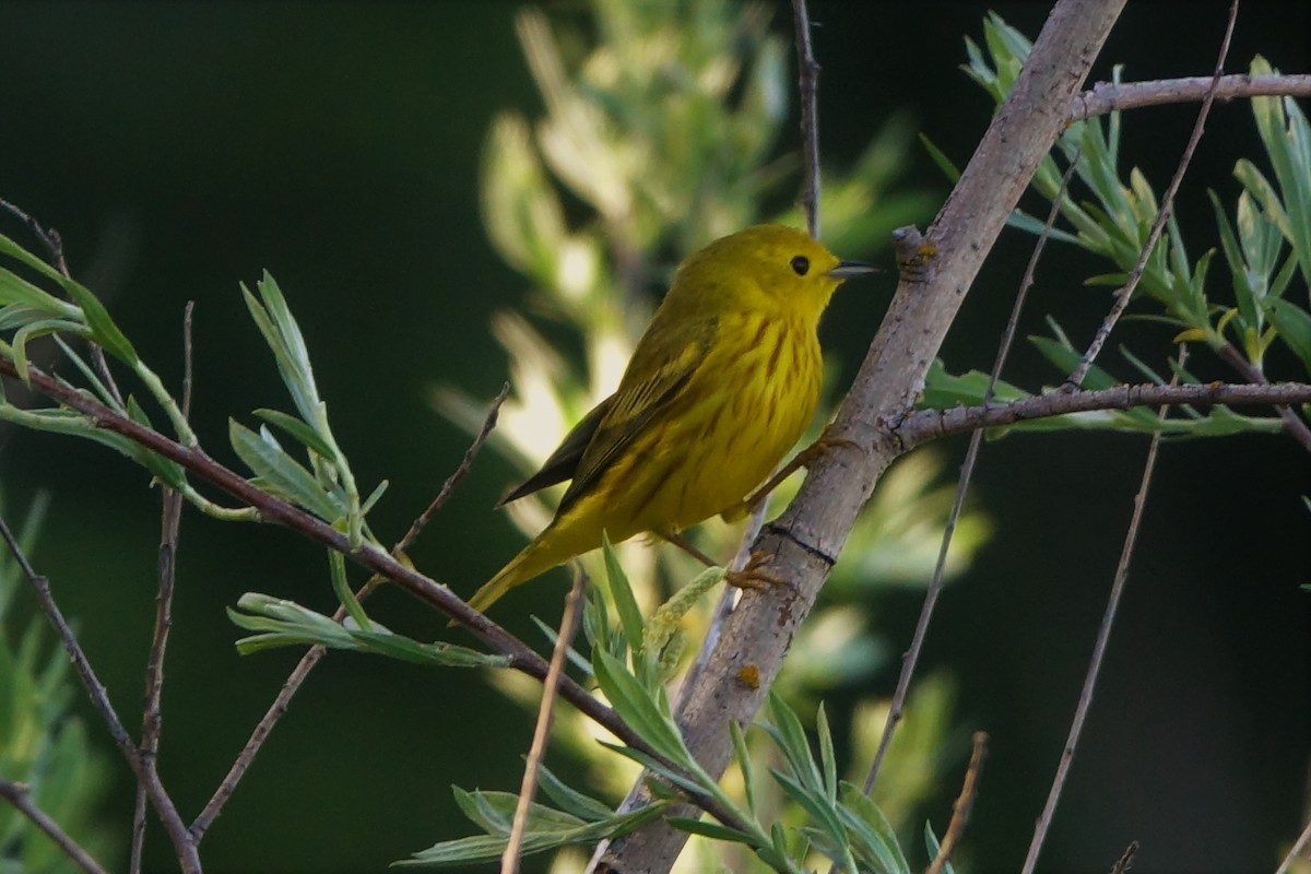 Sarı Ötleğen - ML647160967