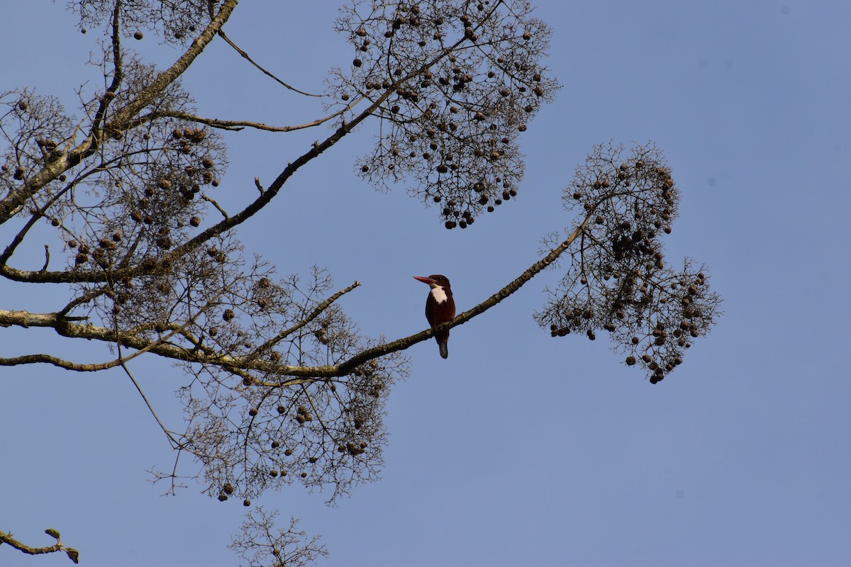 White-throated Kingfisher - ML647160970