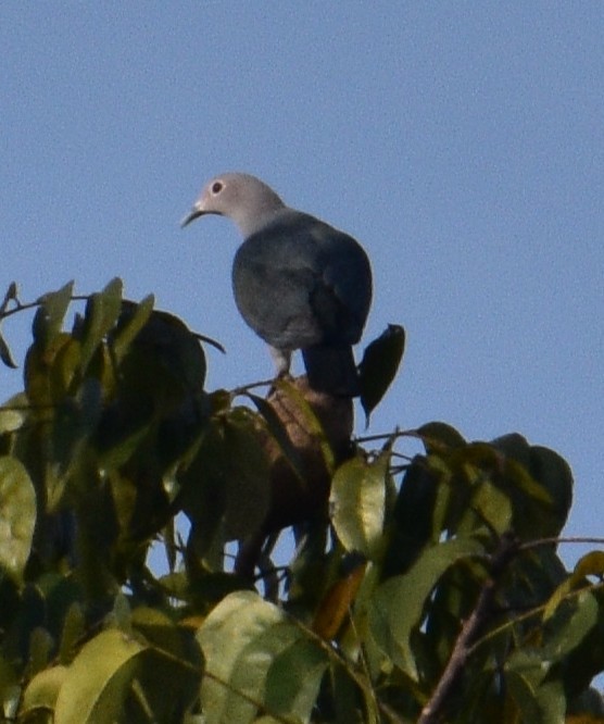 Бронзовый плодовый голубь - ML647160974