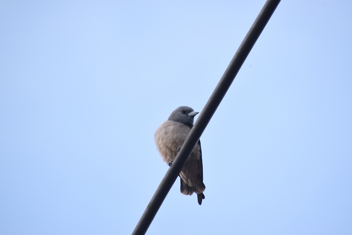 Ashy Woodswallow - ML647160978