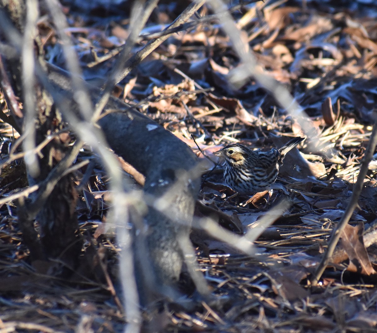 strnadec luční - ML647160987