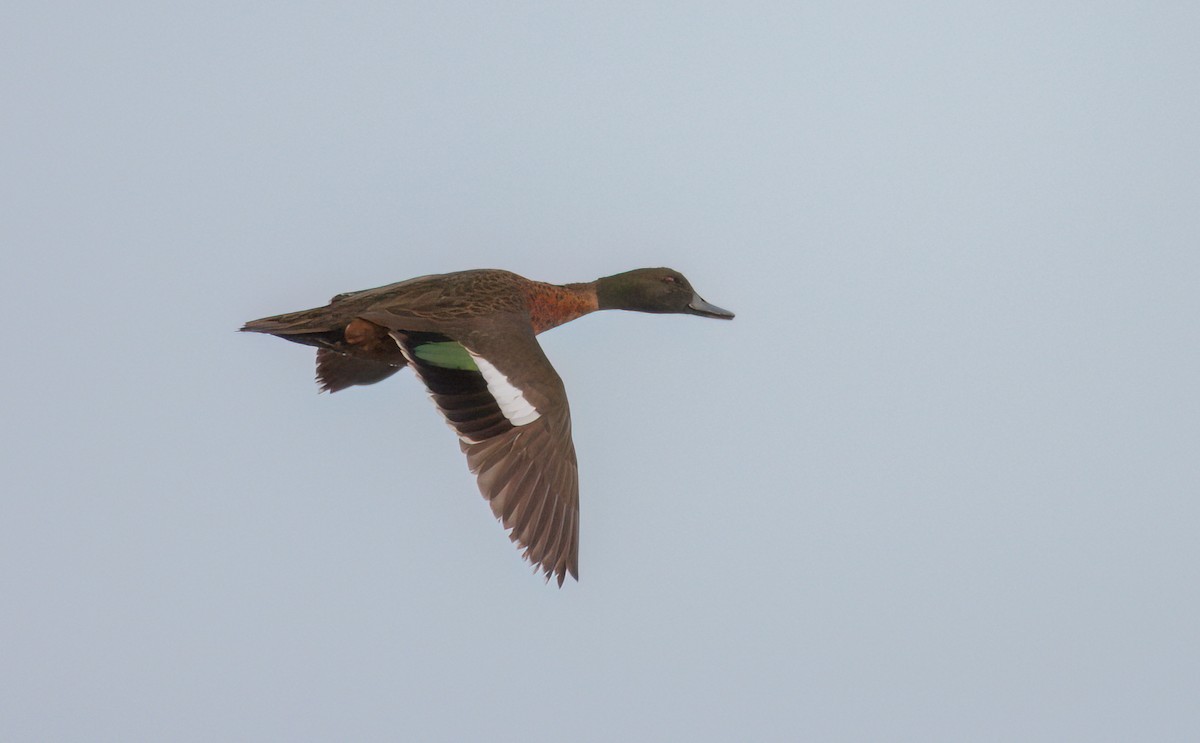 Chestnut Teal - ML647160990