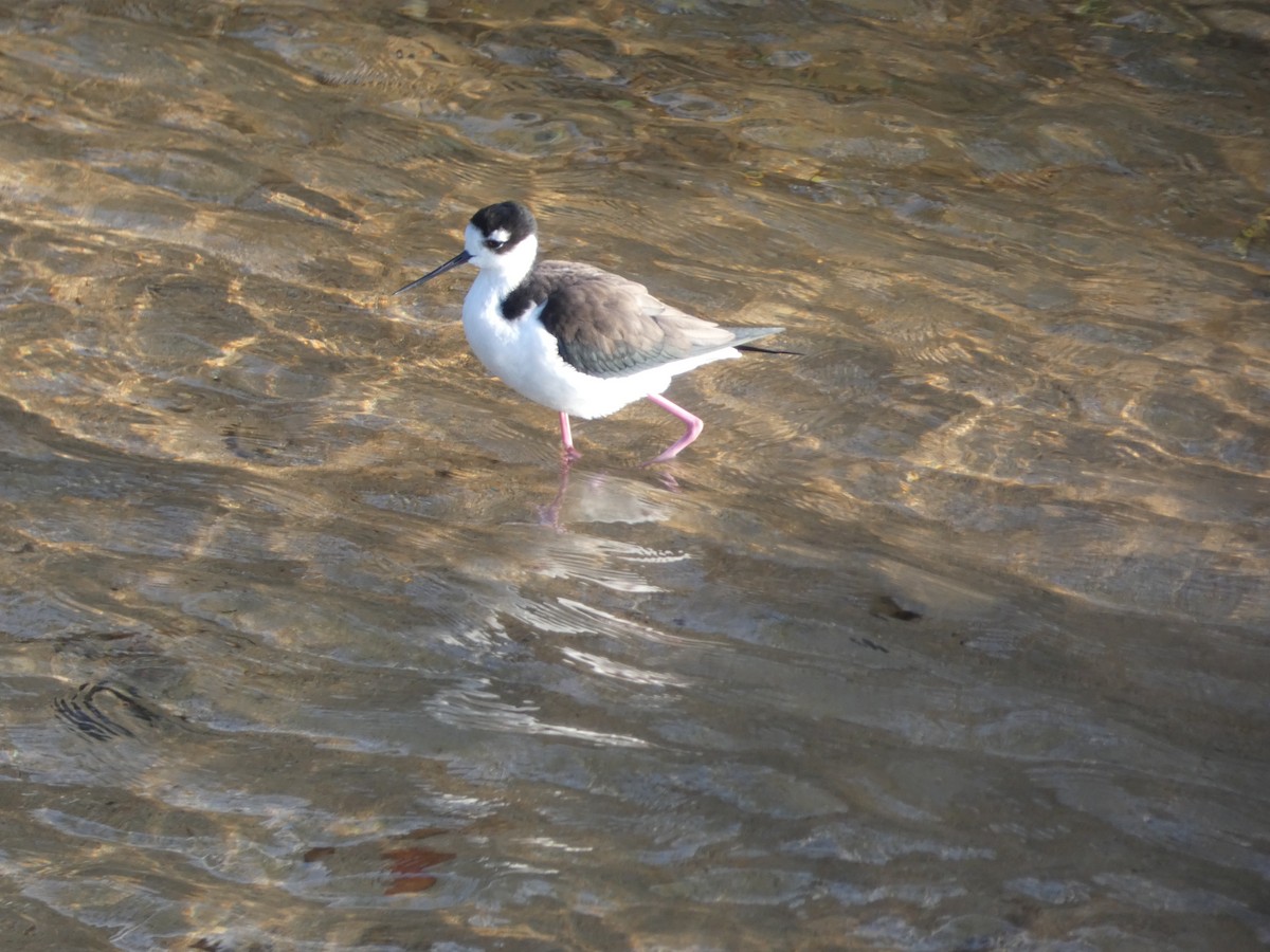 Black-necked Stilt - ML647160999