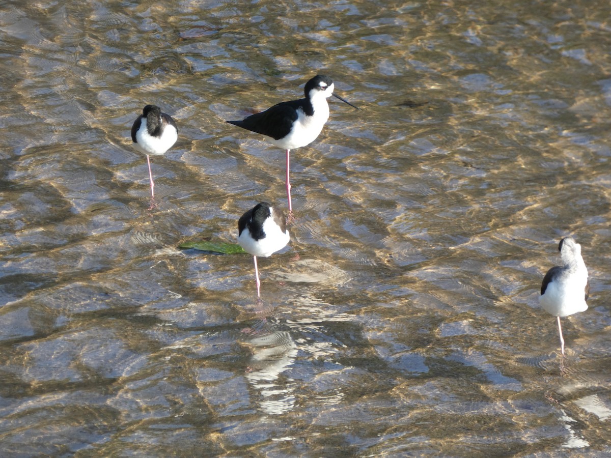 Black-necked Stilt - ML647161000
