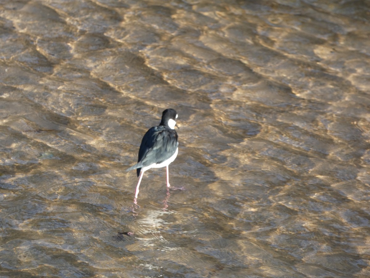 Black-necked Stilt - ML647161001