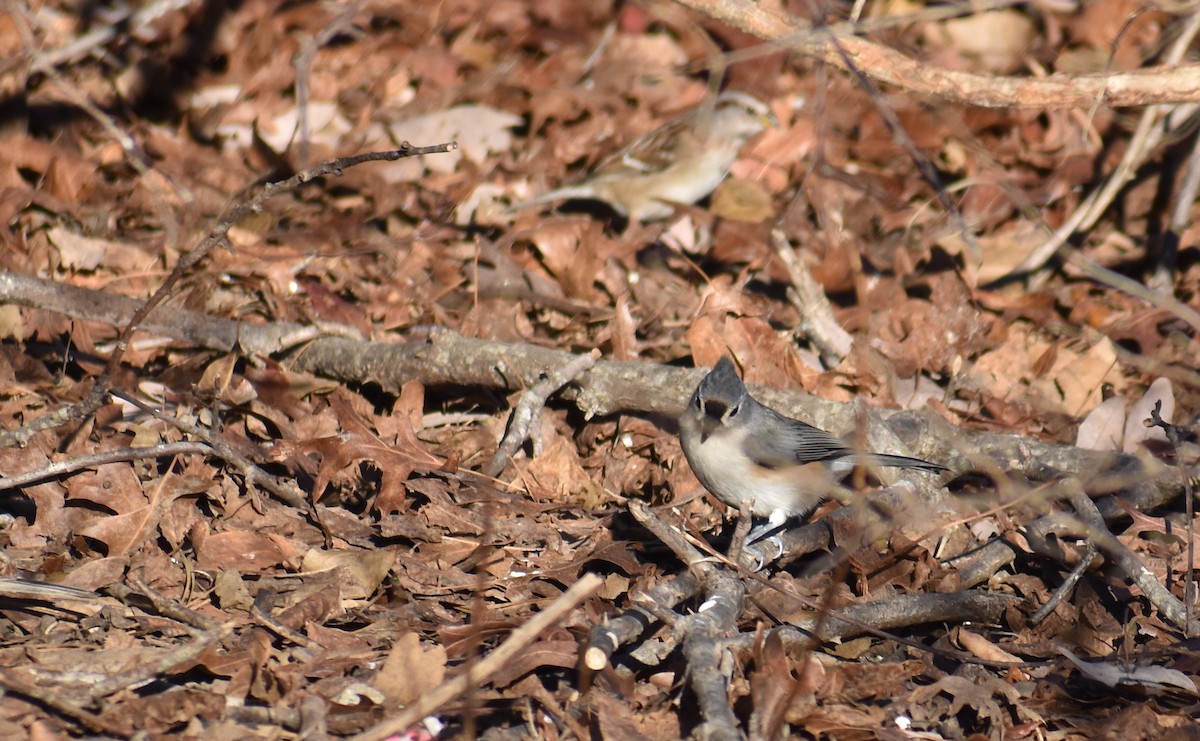 Tufted Titmouse - ML647161002