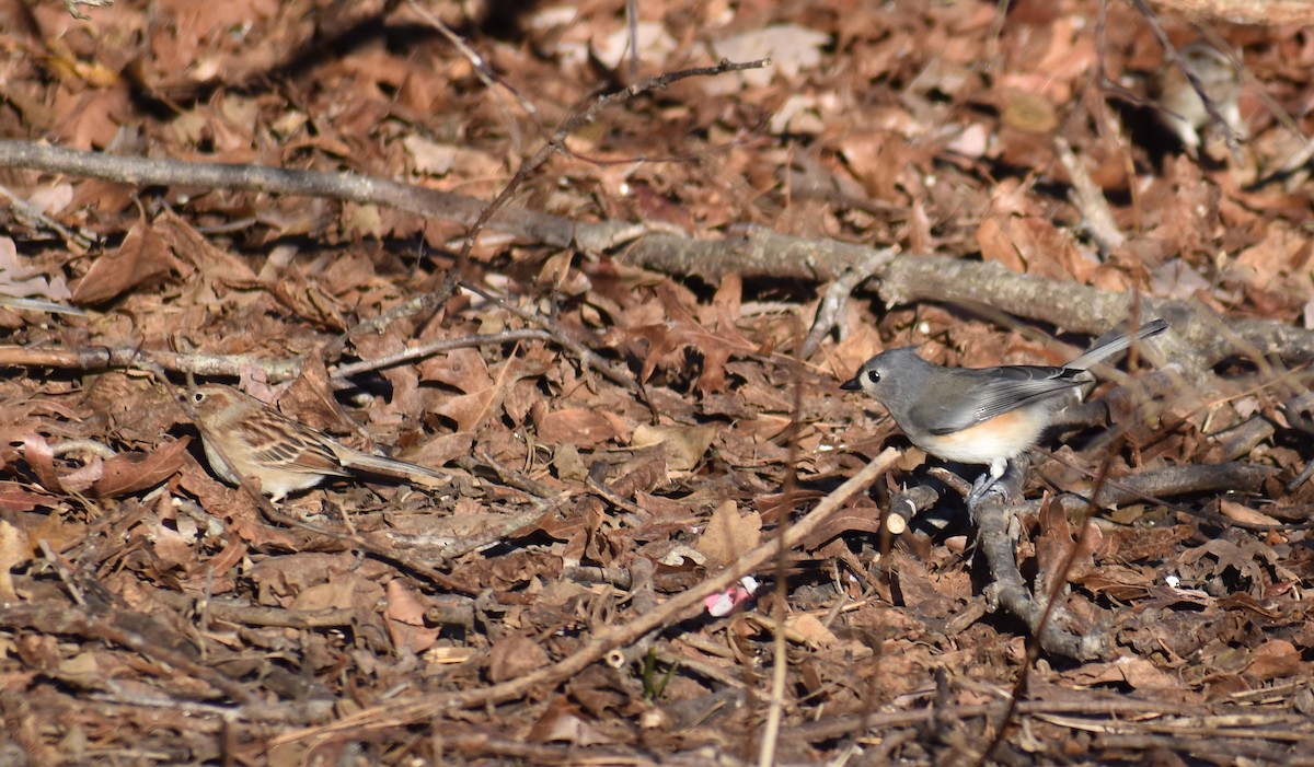 Tufted Titmouse - ML647161003