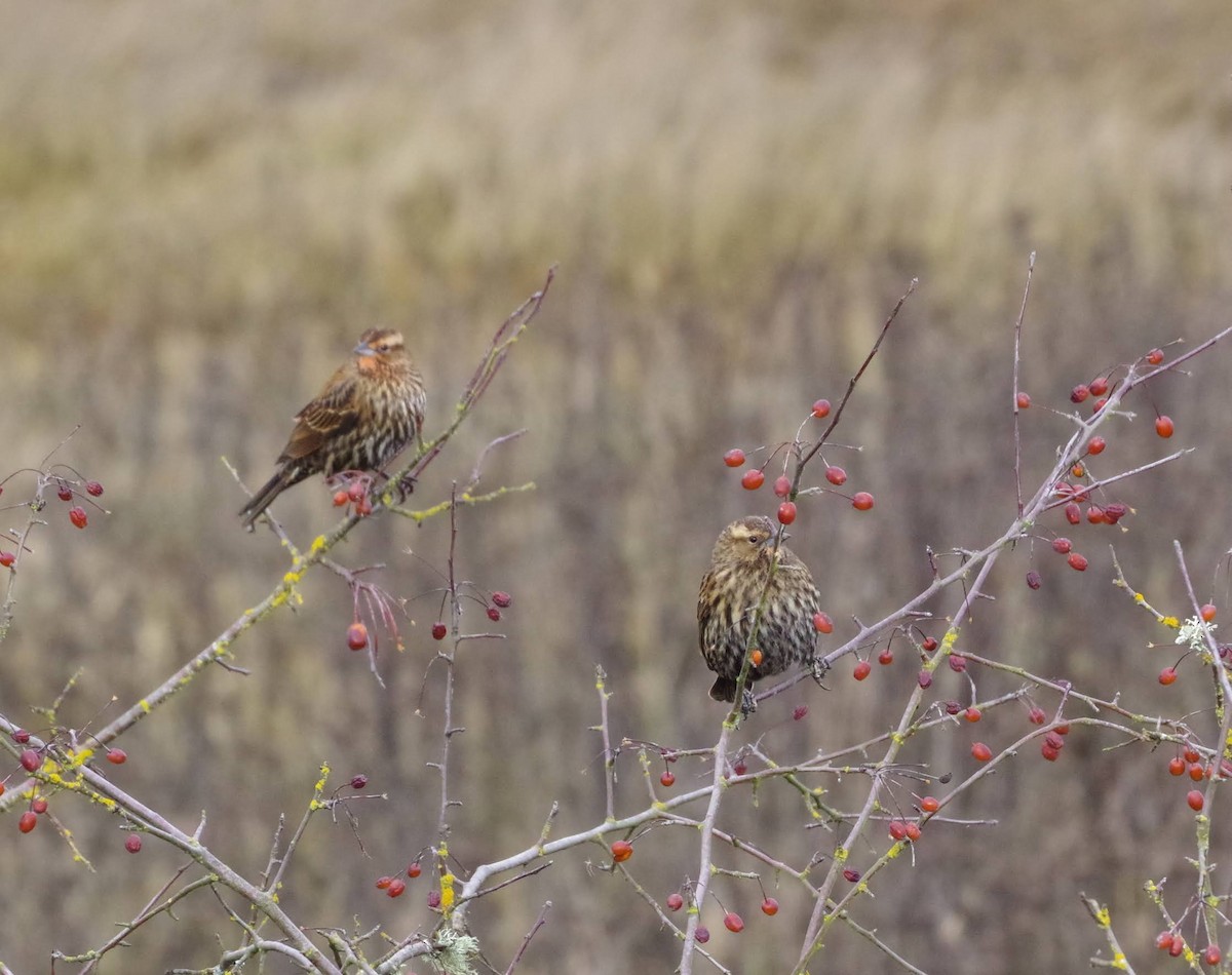 vlhovec červenokřídlý - ML647161004