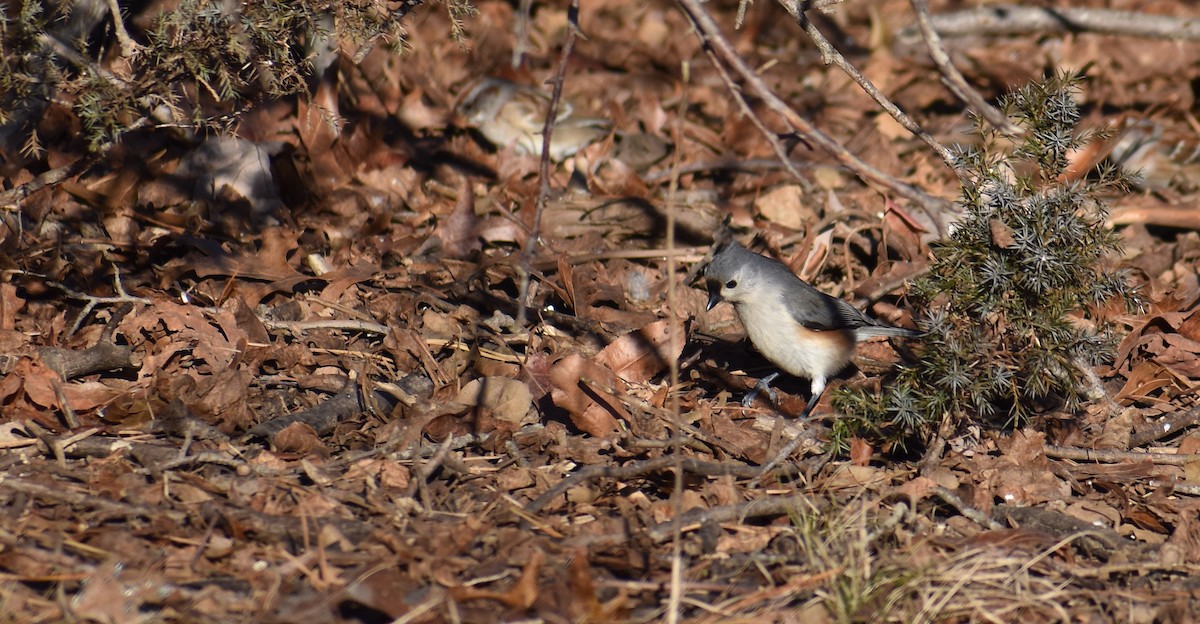 Tufted Titmouse - ML647161009