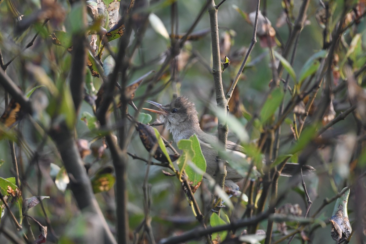 Clamorous Reed Warbler - ML647161027