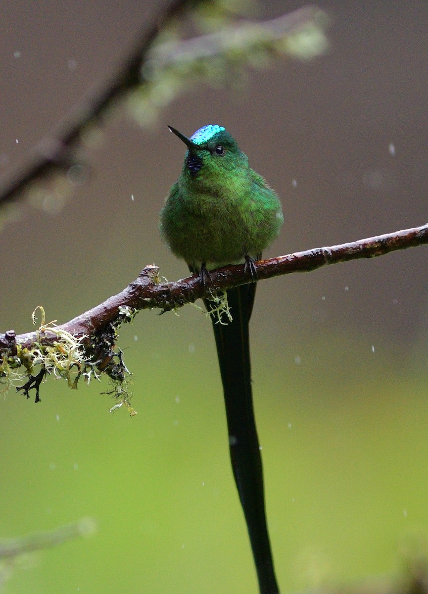 Long-tailed Sylph - ML647161028