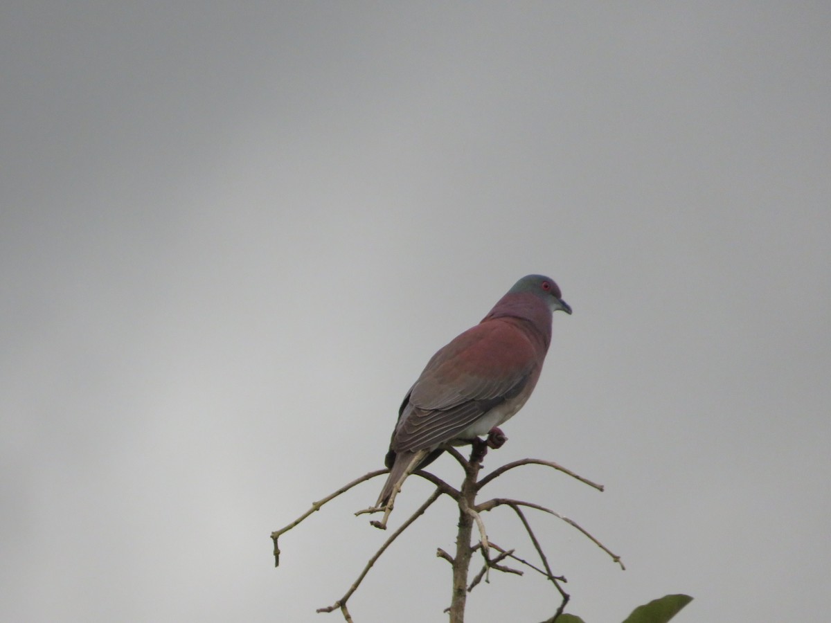 Pale-vented Pigeon - ML647161029
