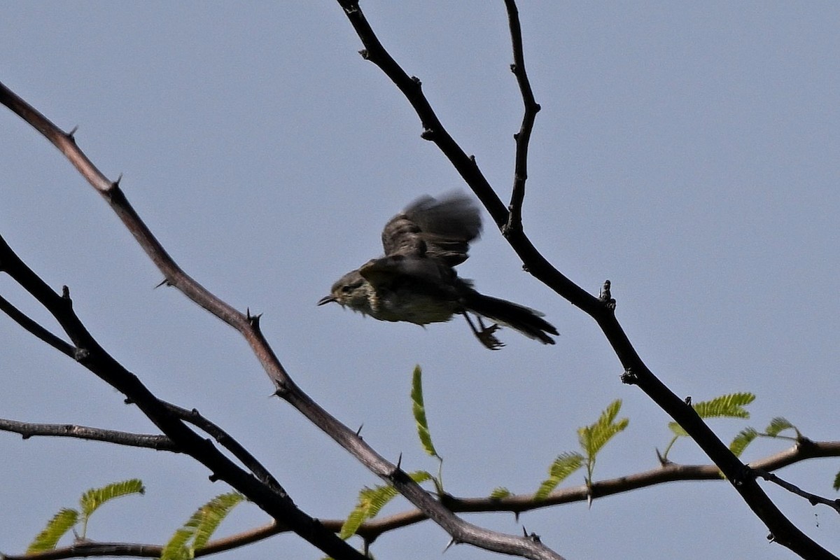 Buff-bellied Warbler - ML647161031