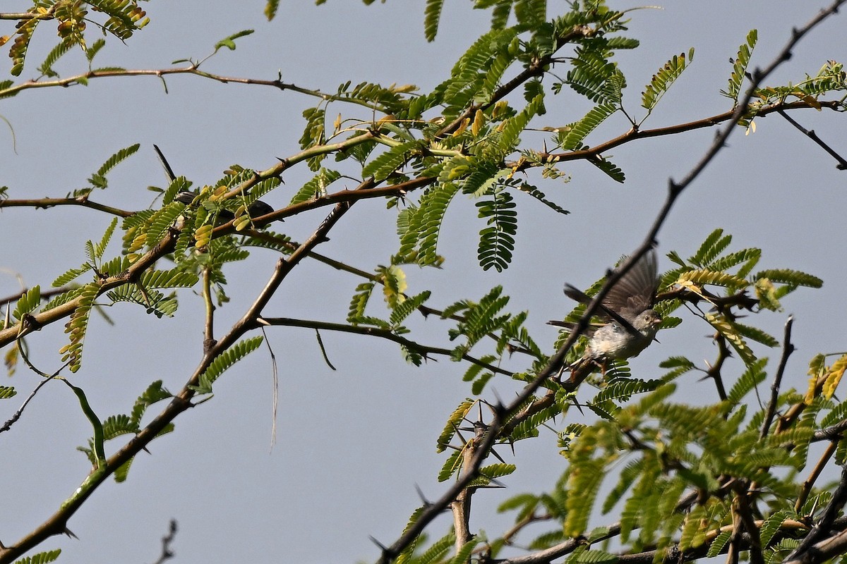 Buff-bellied Warbler - ML647161032