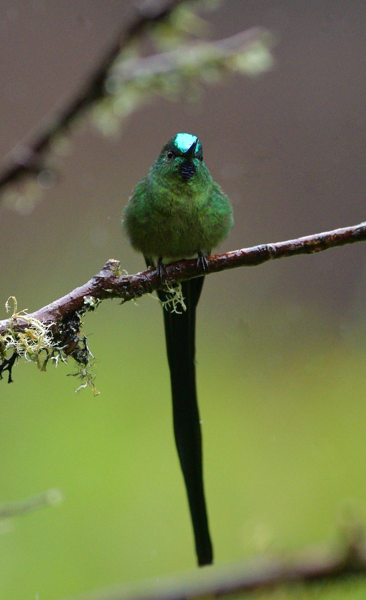 Long-tailed Sylph - ML647161038
