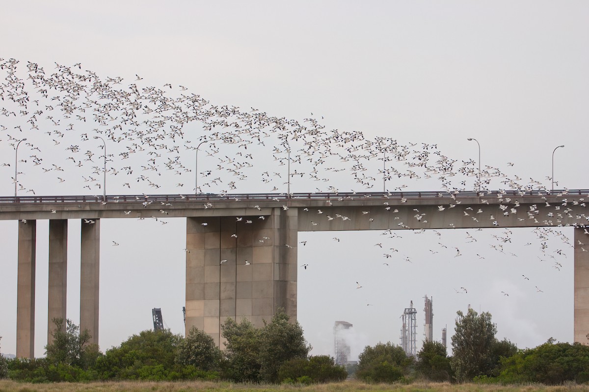 Red-necked Avocet - ML647161039