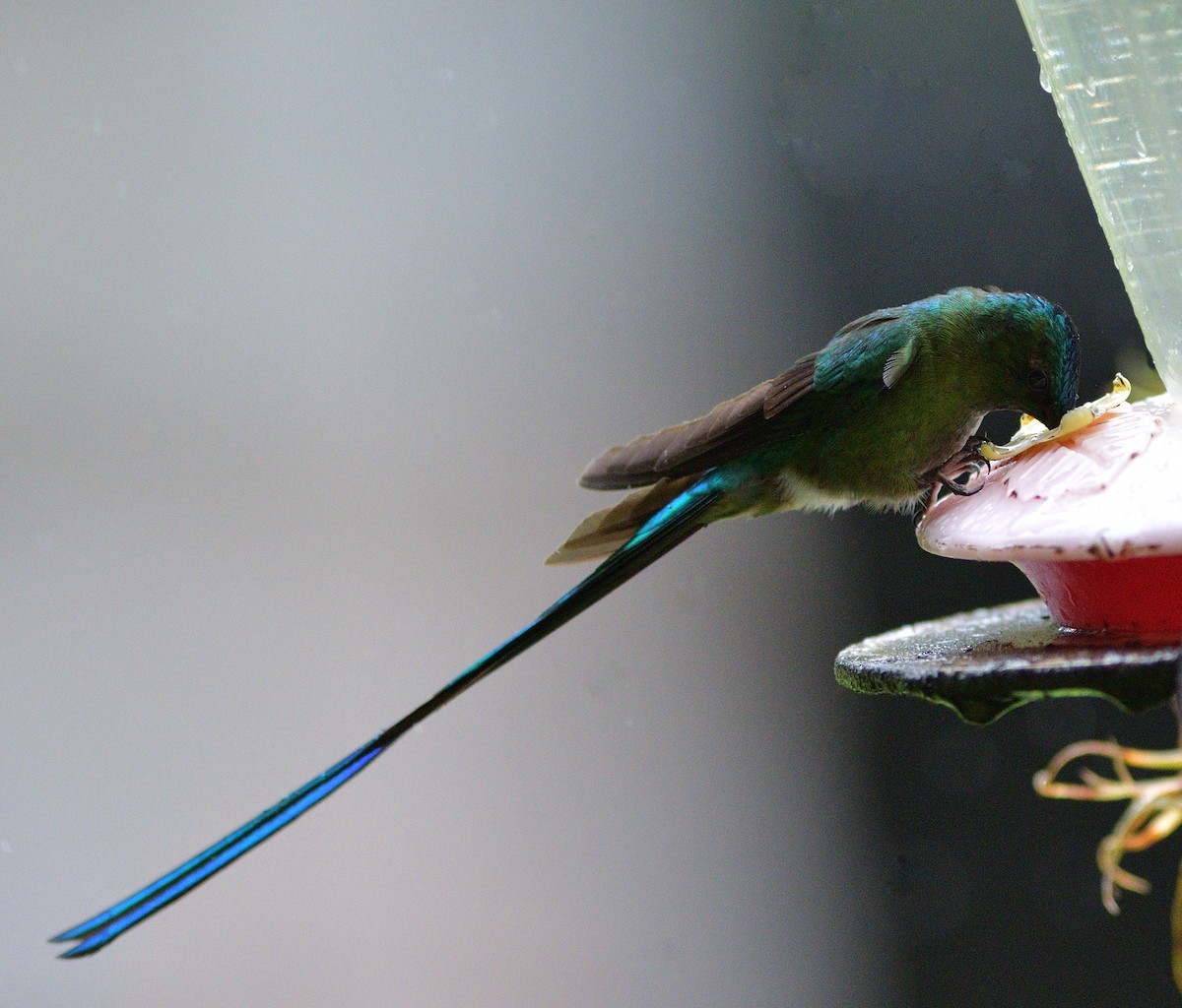 Long-tailed Sylph - ML647161046