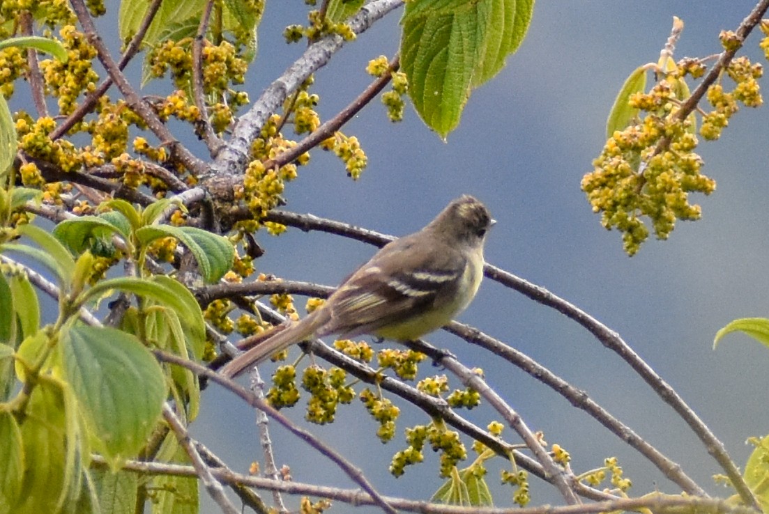 Sierran Elaenia - ML647161066