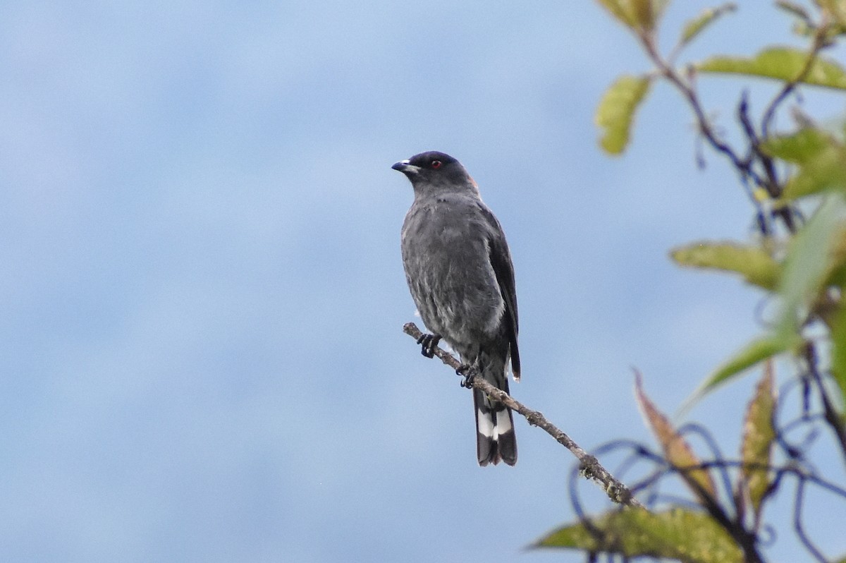 Red-crested Cotinga - ML647161067