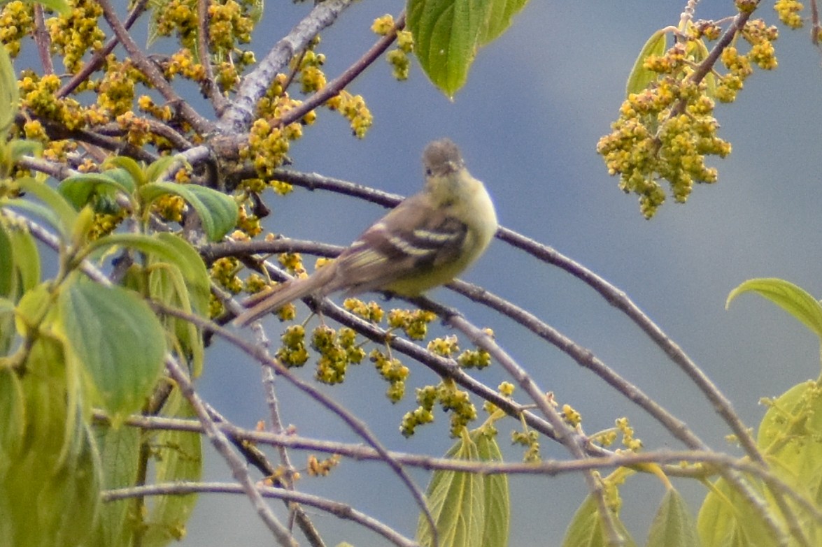 Sierran Elaenia - ML647161068