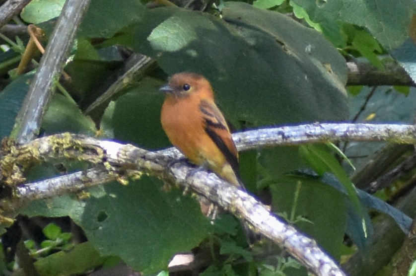 Cinnamon Flycatcher - ML647161069