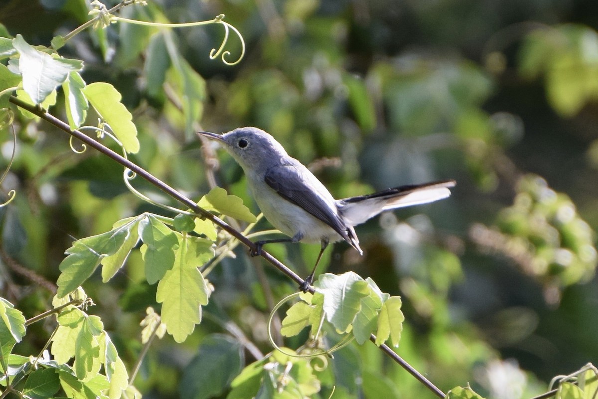 Blue-gray Gnatcatcher - ML647161073