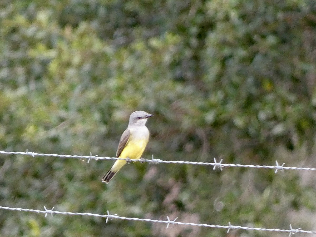 Western Kingbird - ML647161080