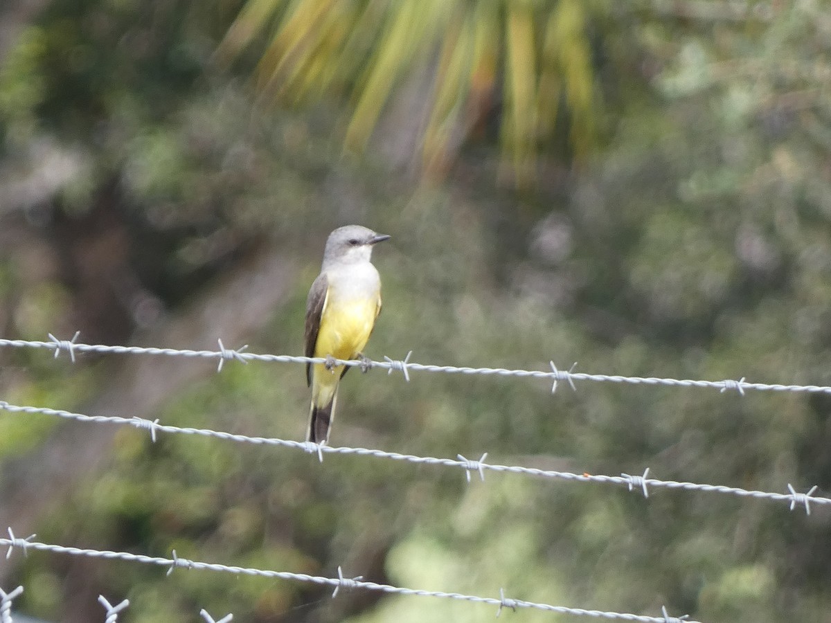 Western Kingbird - ML647161081