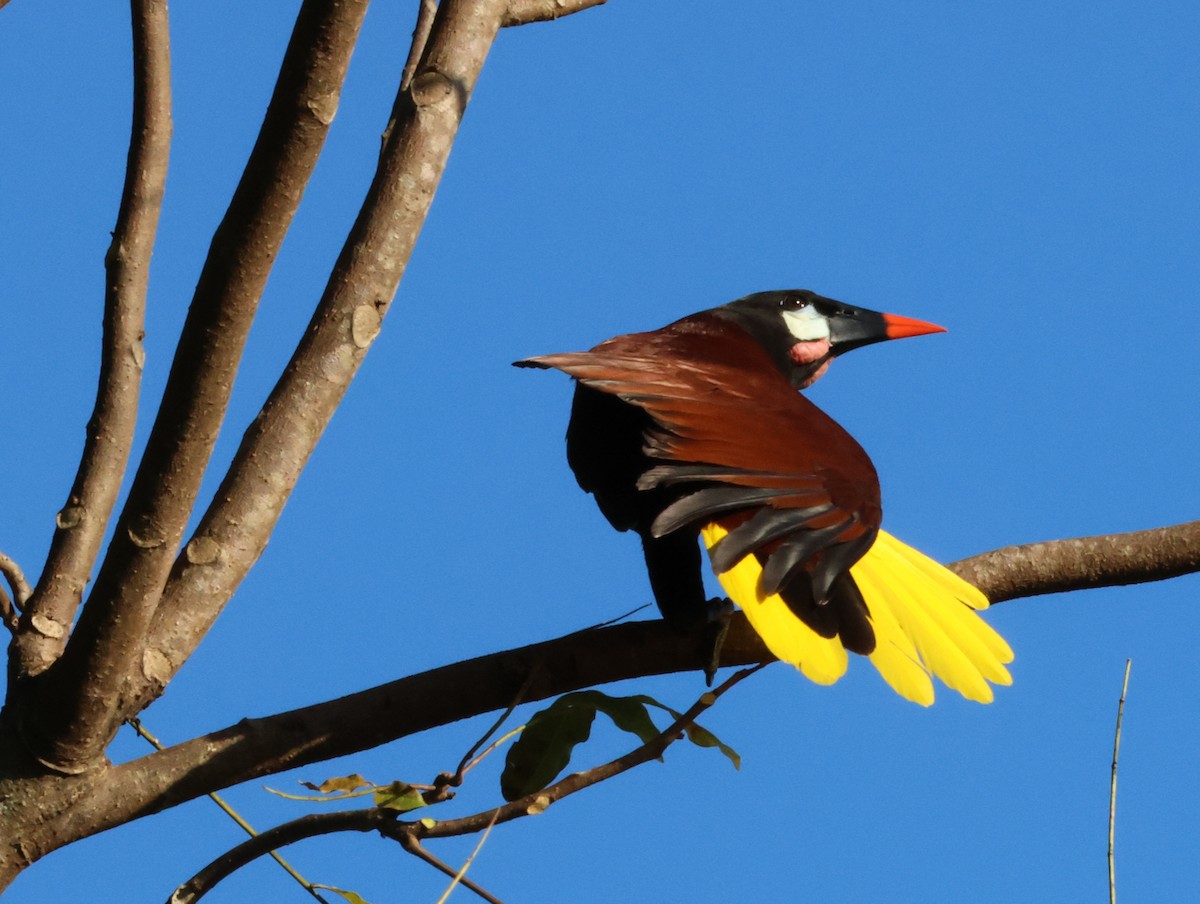 Оропендола-монтесума - ML647161100