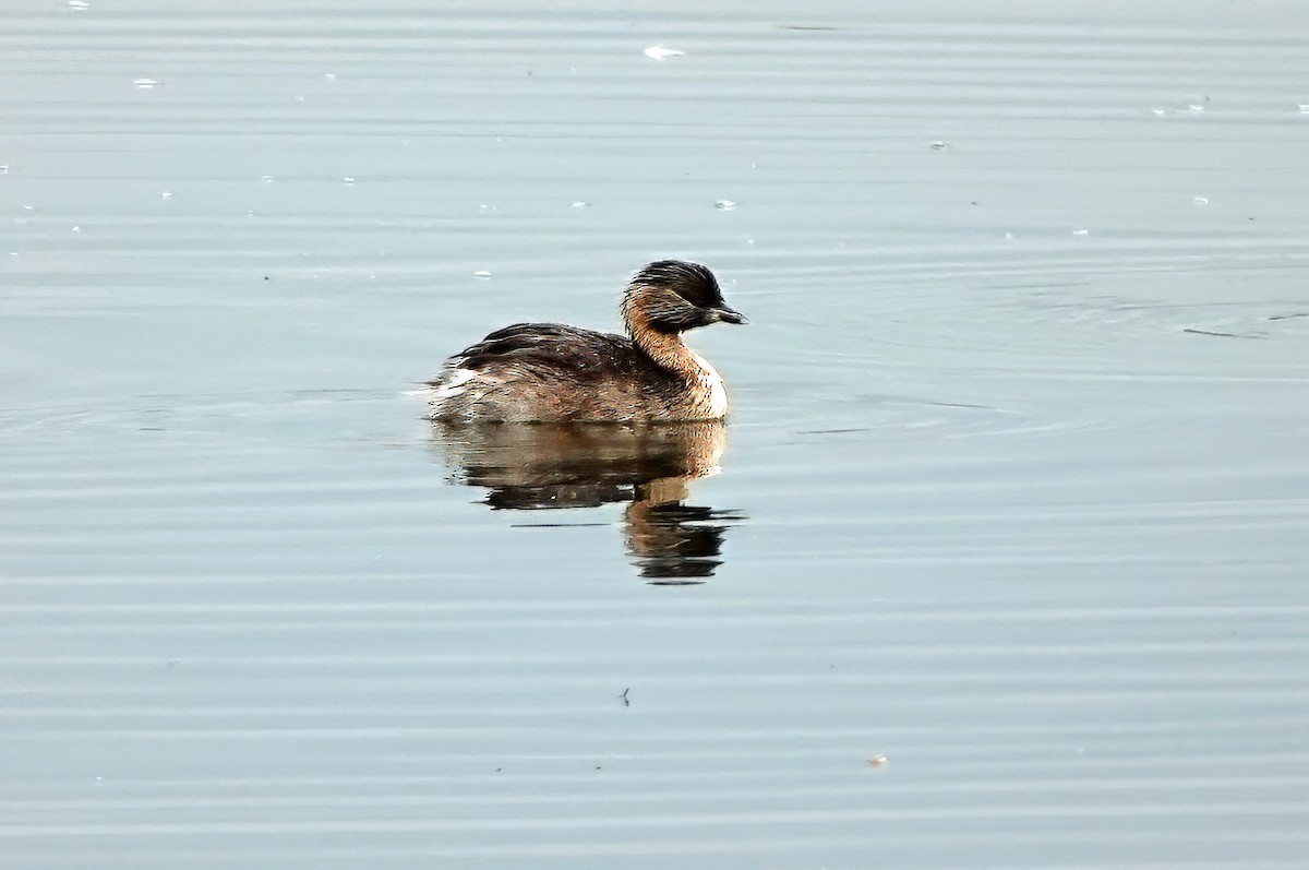 Zampullín Canoso - ML647161101