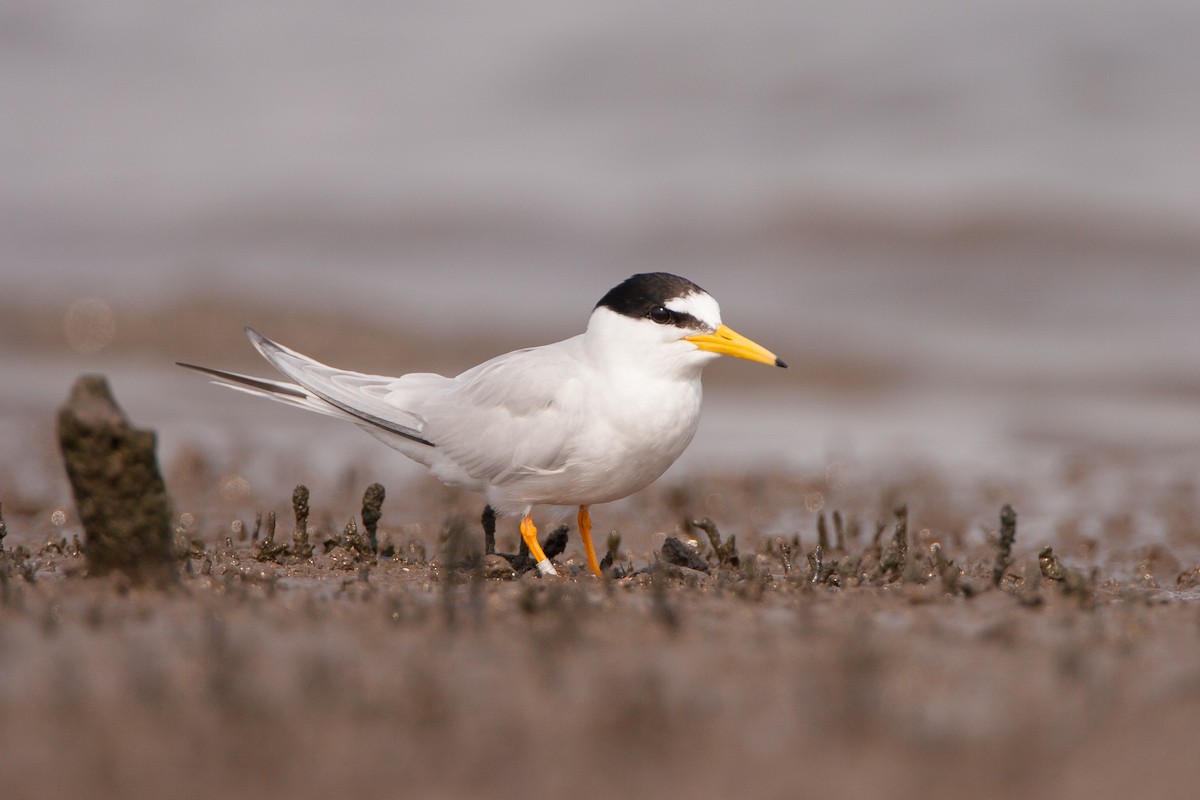 Little Tern - ML647161105