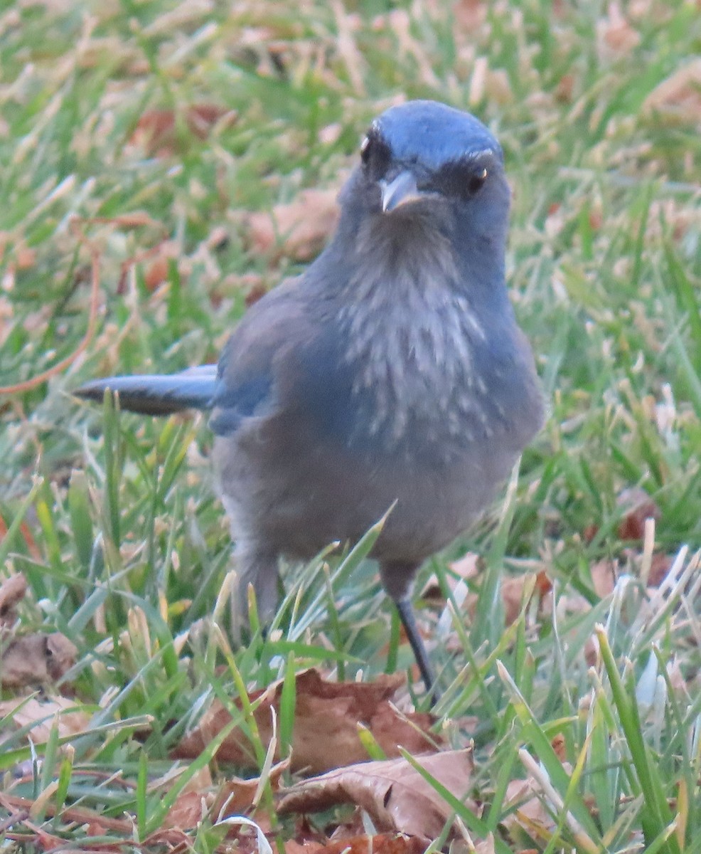 Woodhouse's Scrub-Jay (Woodhouse's) - ML647161106