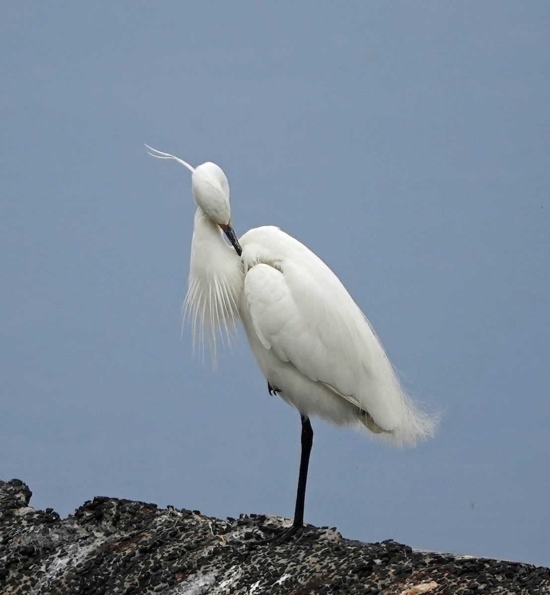 Little Egret - ML647161108