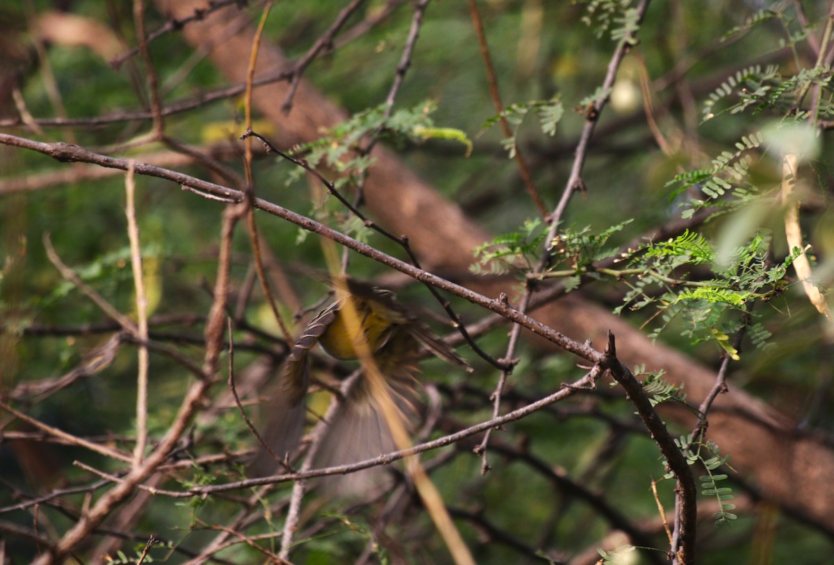 Sooty-crowned Flycatcher - ML647161110