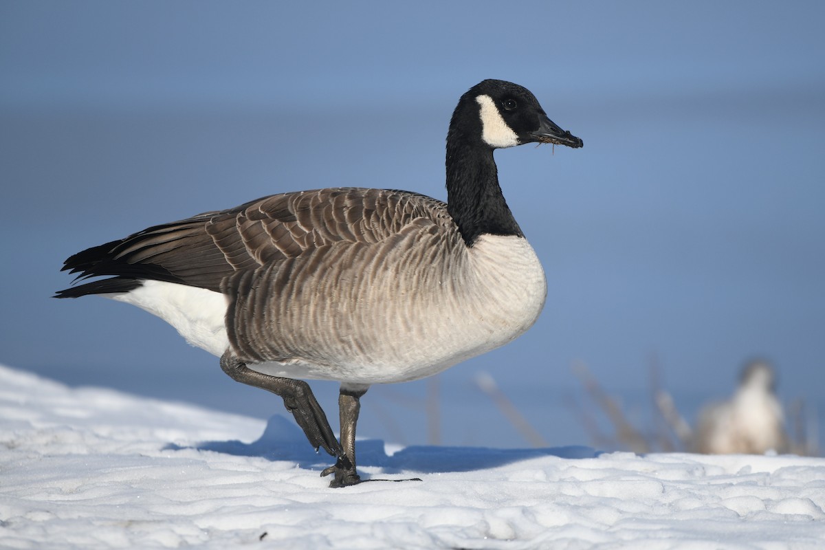 Canada Goose - ML647161111