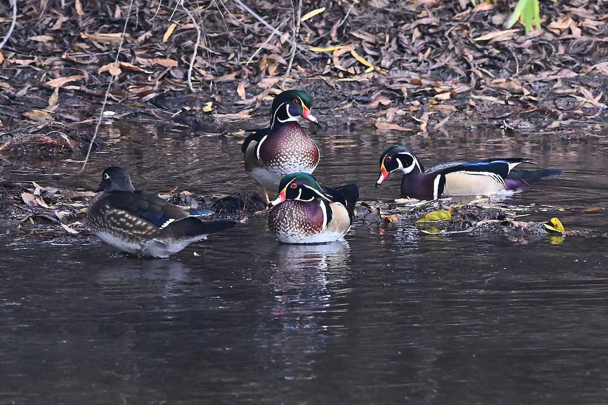 Wood Duck - ML647161113