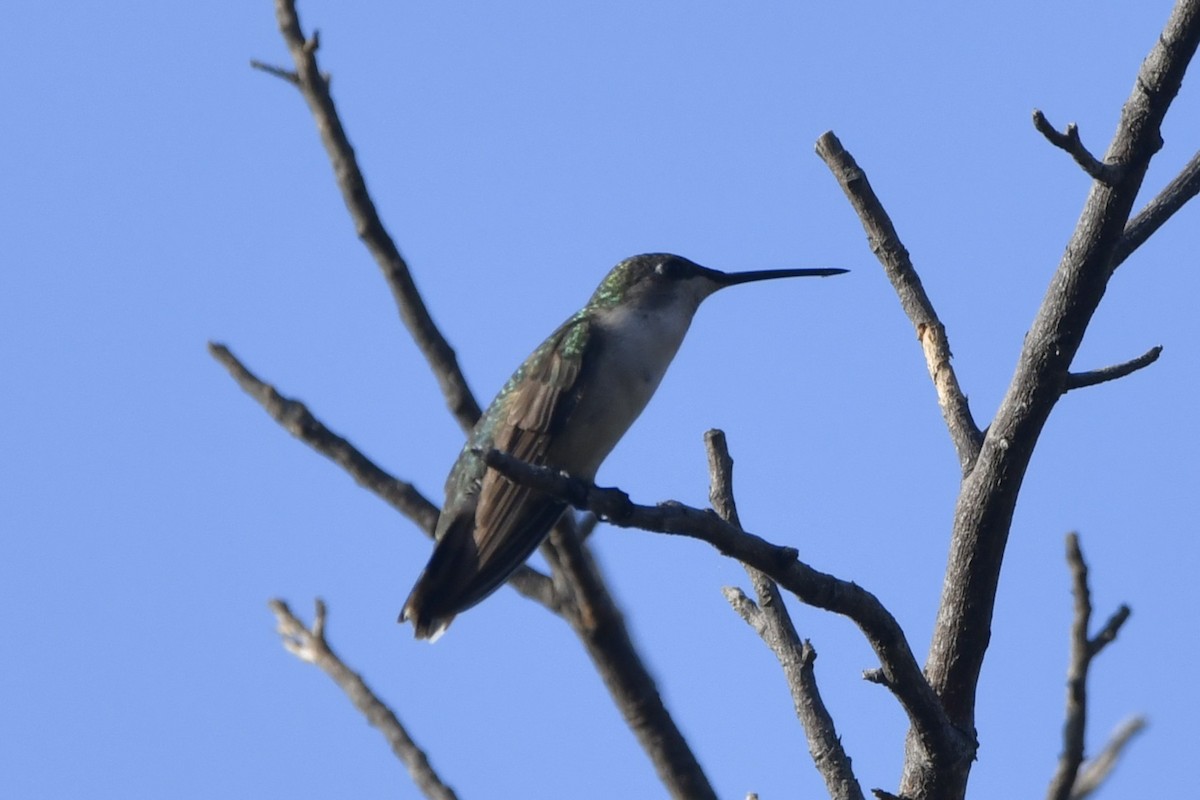 Рубиновогорлый колибри - ML647161114