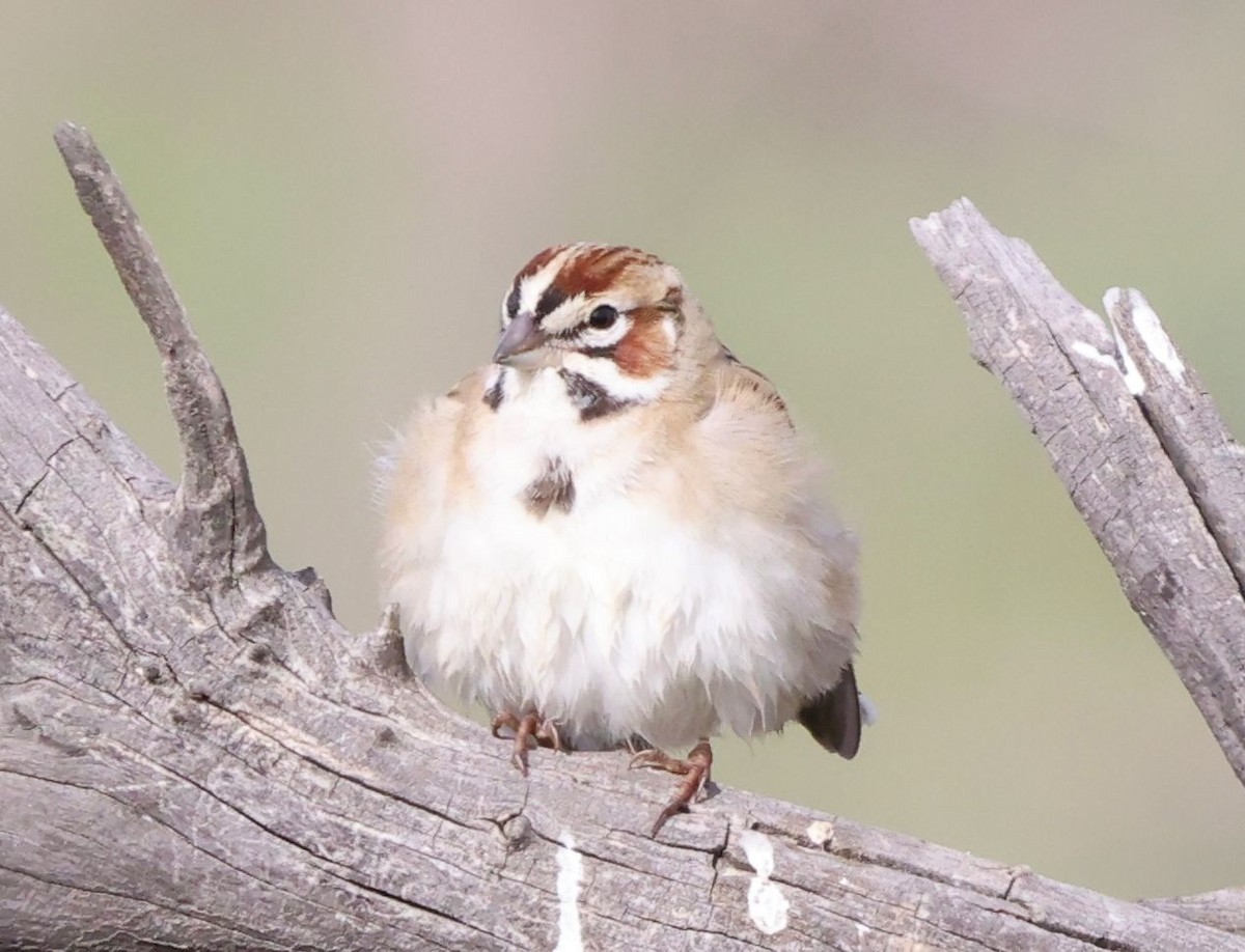 Lark Sparrow - ML647161115
