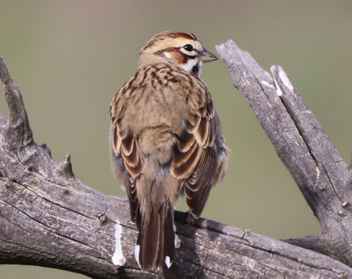 Lark Sparrow - ML647161116