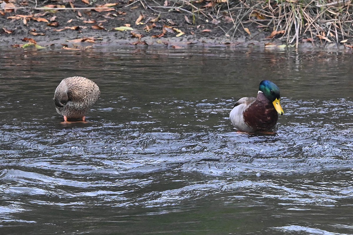 Mallard - ML647161117